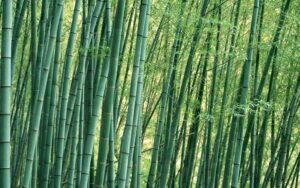 Bamboo Big problems Long island 