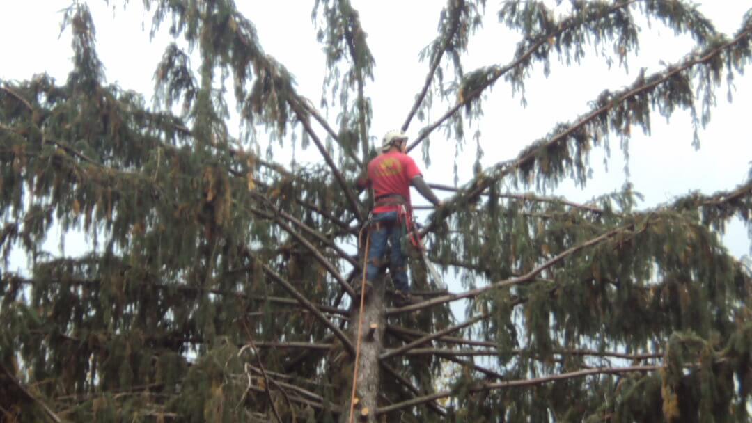 TREE SERVICES TREE REMOVAL LONG ISLAND