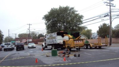 Inexpensive Tree Removal in Rockland County NY