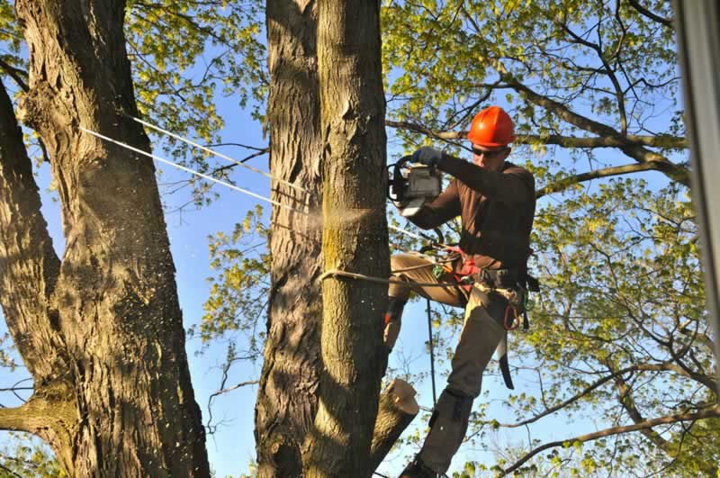 Tree pruning near me - Tree Removal Services Nassau County NY-