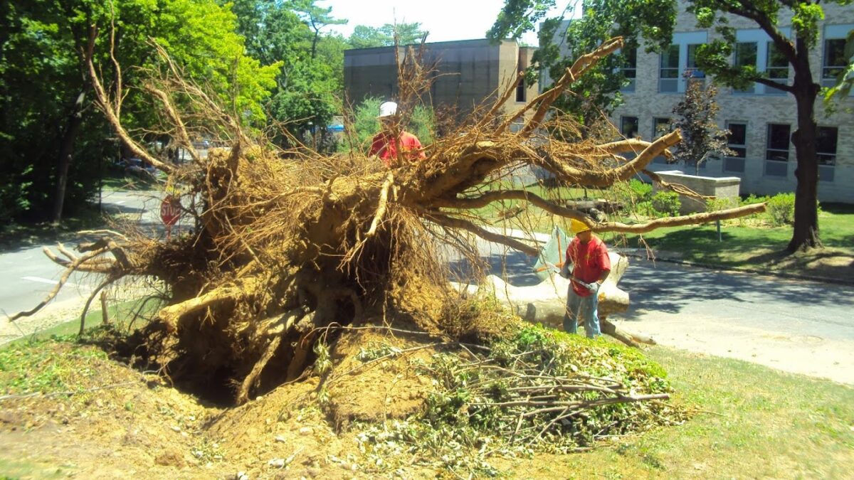 tree stump removal long island average cost some companies in Long island they my grind for same Price after tree is chop down