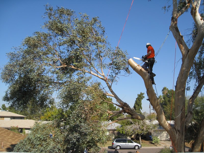 Tree Removal Nassau County Long Island Tree Removal Nassau County Long Island