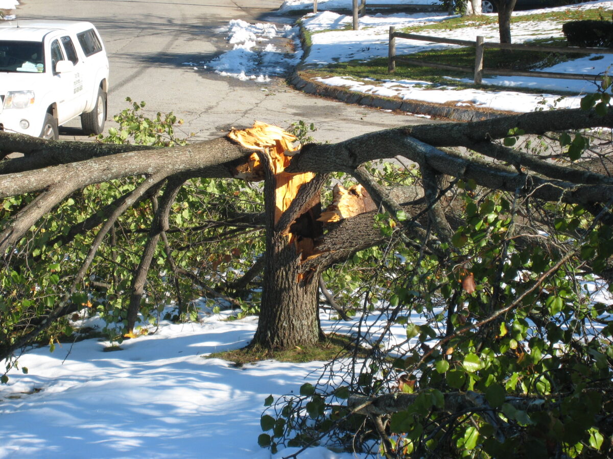 Take Care of White Birch Trees in New York