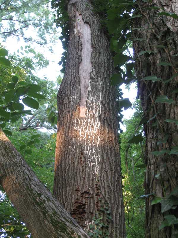 Tree service!! Canker Disease in A Oak Tree