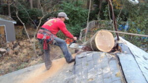 How Much Tree Removal  can Cost in 2022