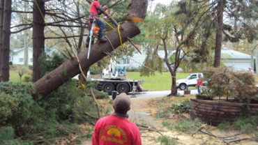 Tree service near Me in New York