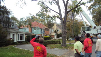 Hurricane Tree Service Long Island