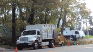 Tree Services, we've been providing tree care to Nassau County NY