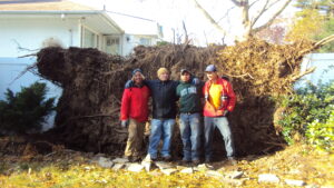 Tree service Team