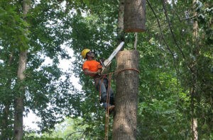 Tree cutting cost