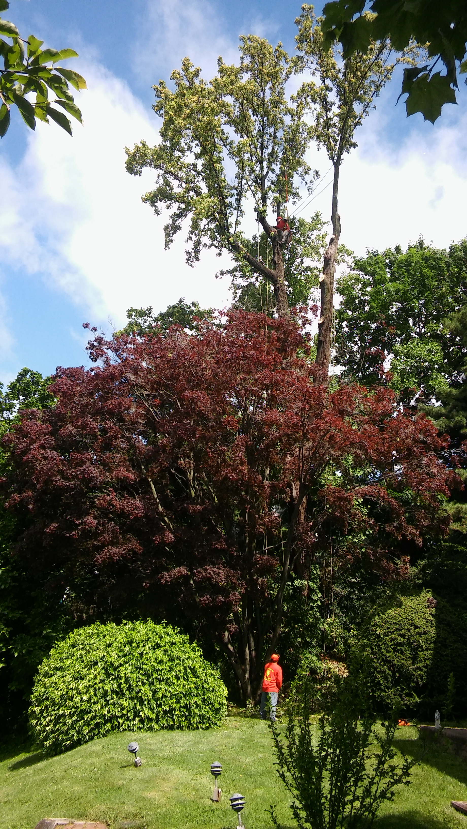 Tree T Guide Average Cost