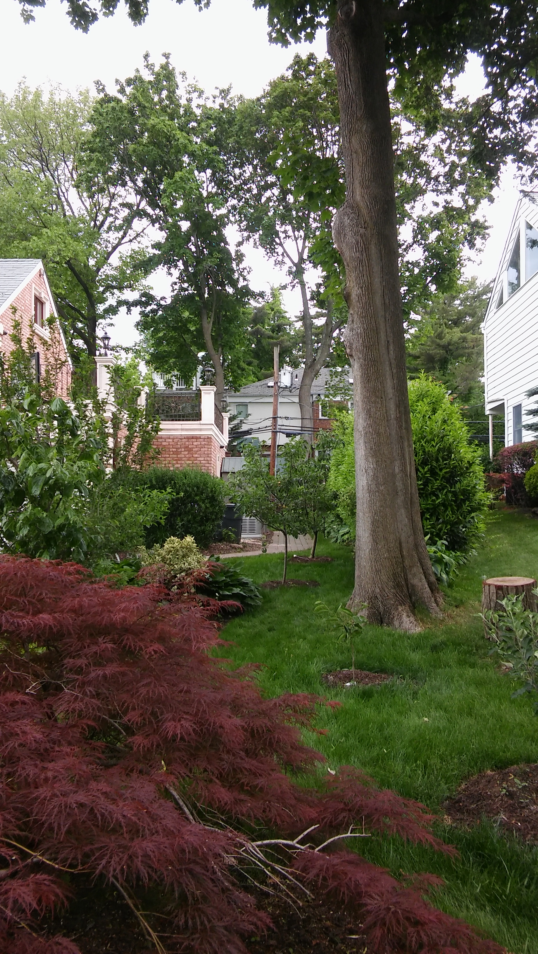 Tree trimming Guide steps