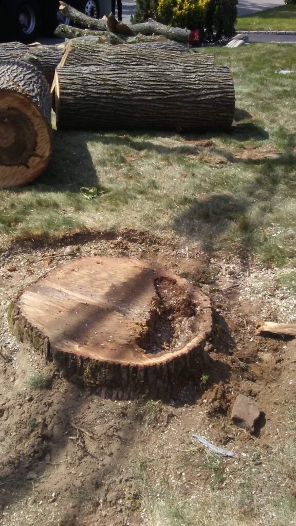 stump removal cost grinding large stump estimate removal wood chips plant new tree