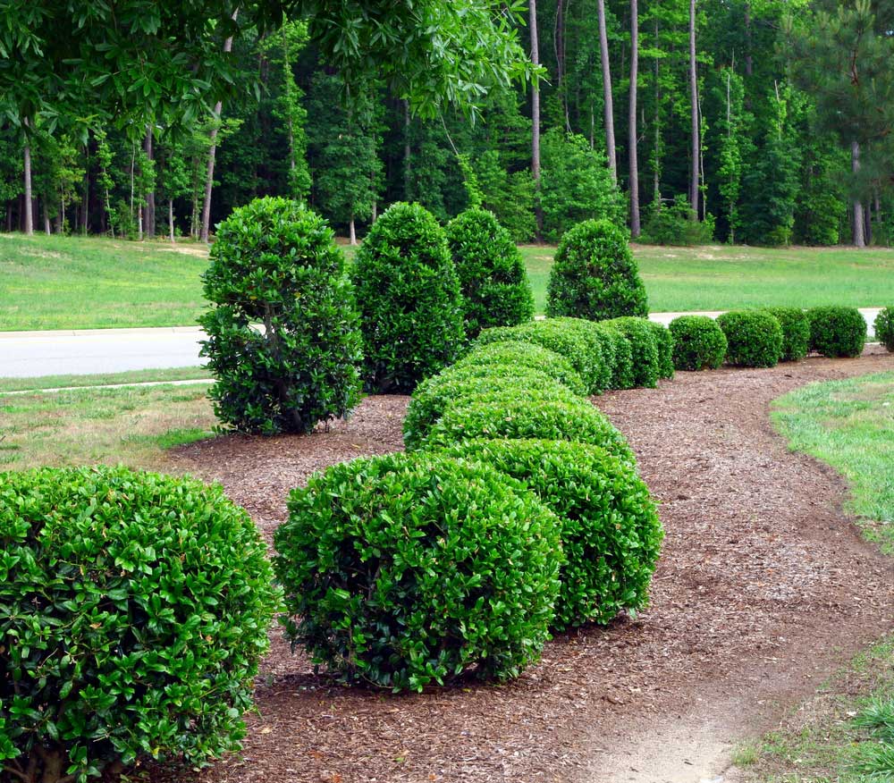Trimming trees nd shrubs best time 