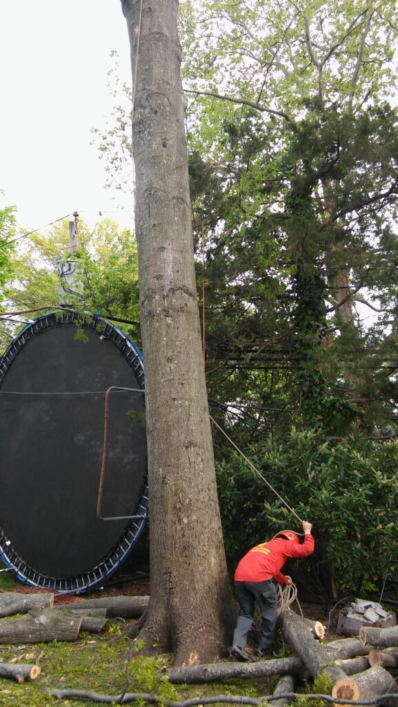 Stump Grinding Or Pull Out To Plant Trees