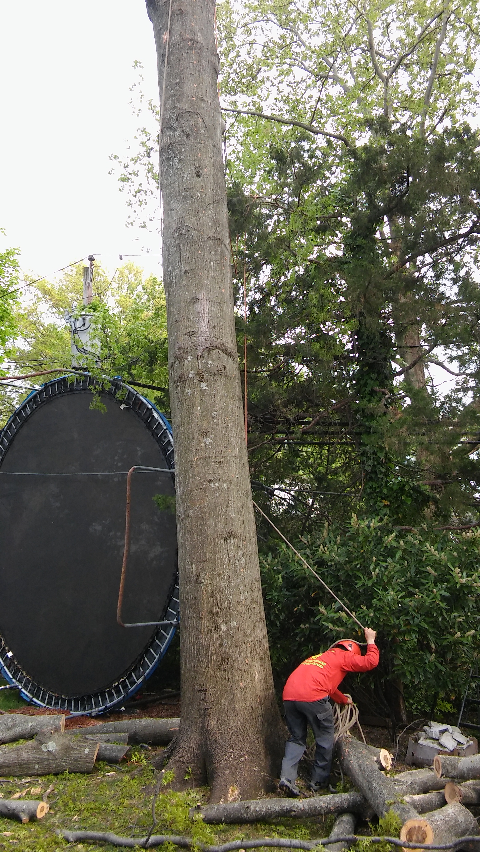 stump-removal-or-grinding-services-near-me