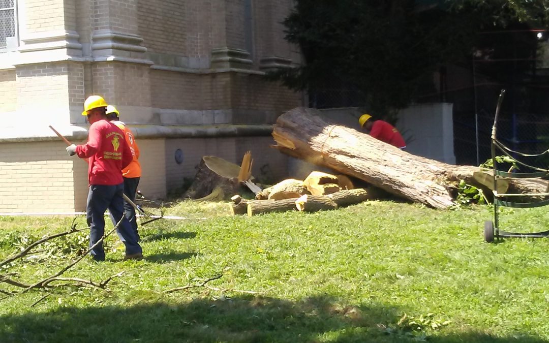 Tree removal Service