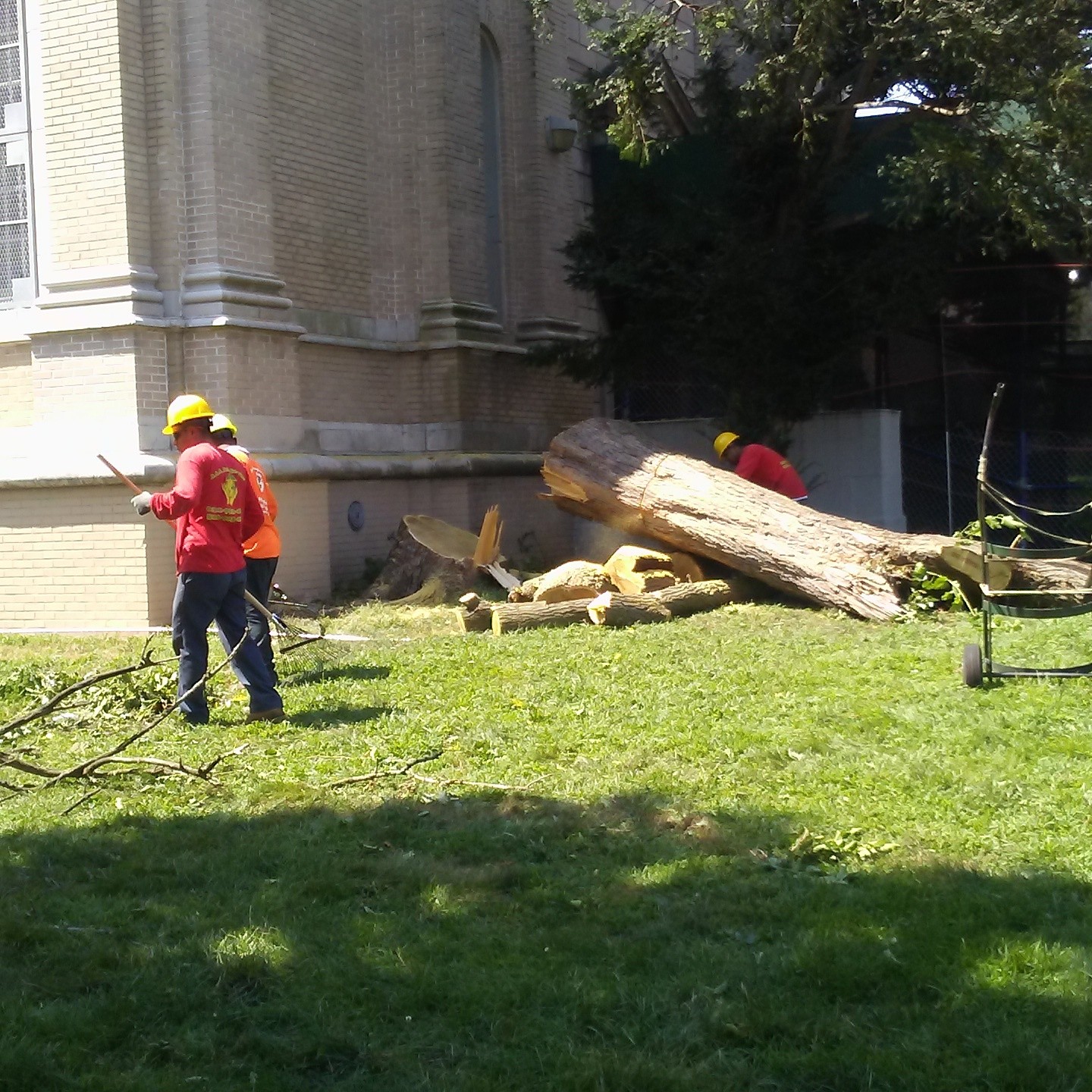 Tree Services, we've been providing tree care to Nassau County NY