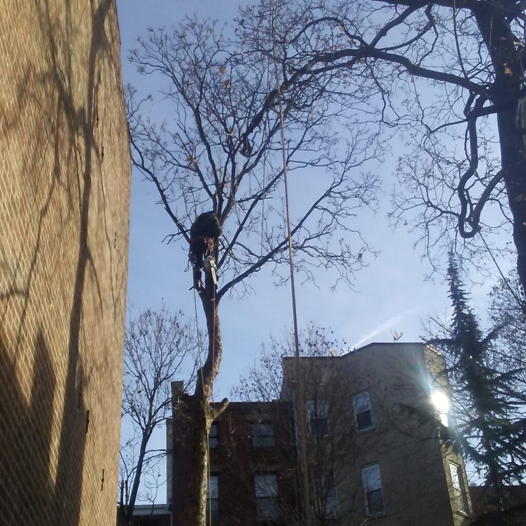 Tree Trimming &amp; Tree removal New York City and Bronx