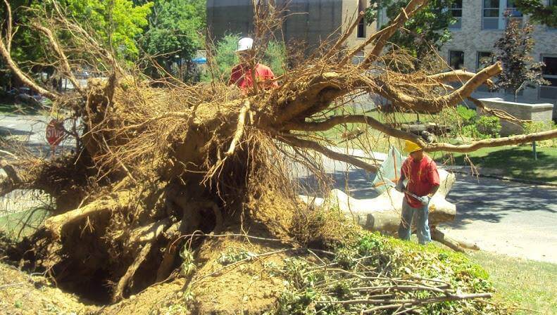 Tree cutter near me AAA Tree Service Best 1 Tree