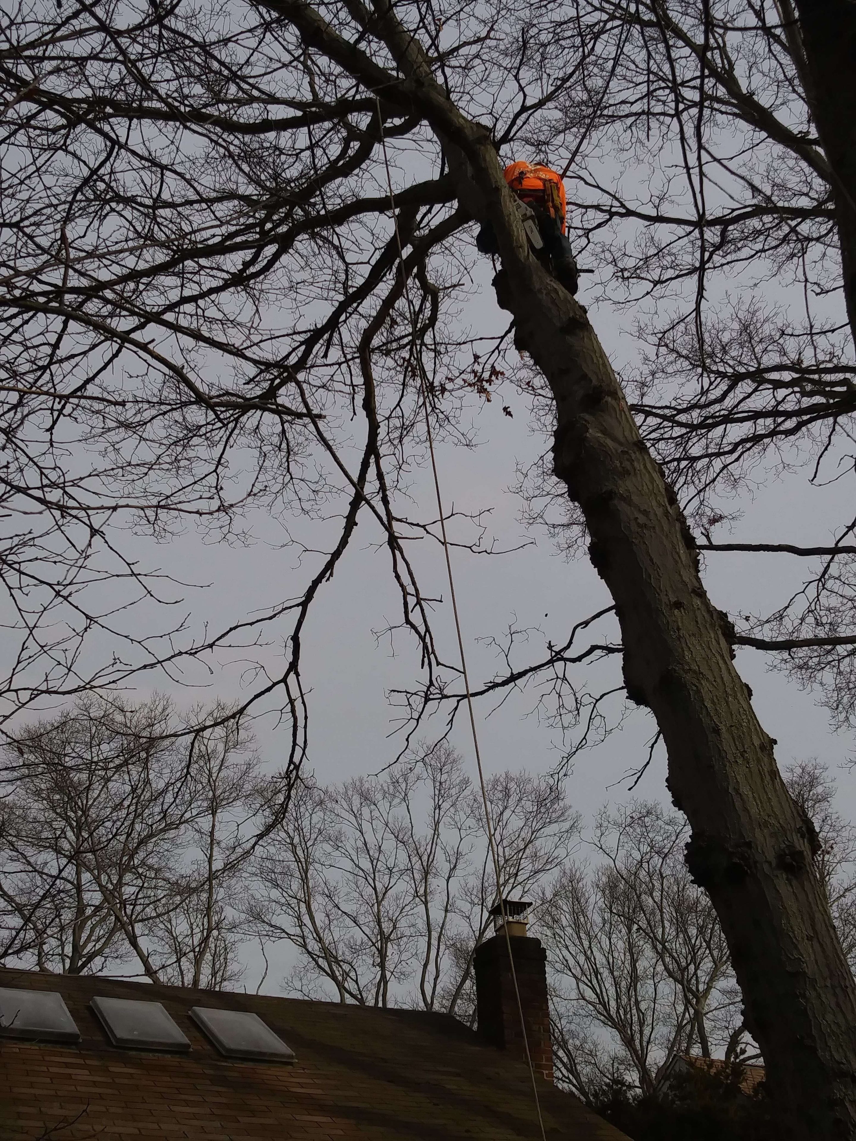 tree removal nassau county aaa tree trimming near to local home nassau county removal tree removal nassau county aaa tree trimming near to local home nassau county removal