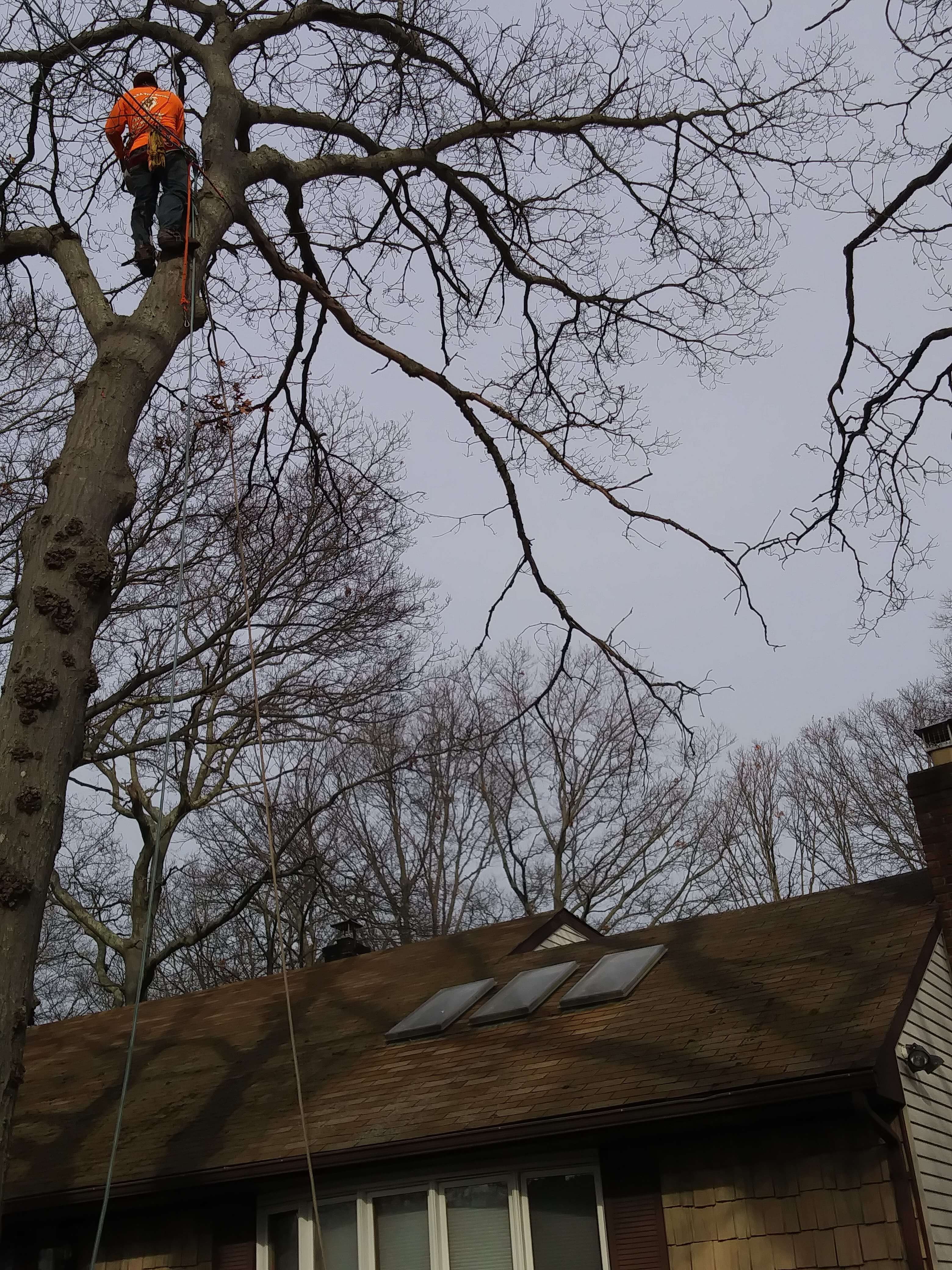 Tree Trimming near me Tree Removal Services Nassau County NY