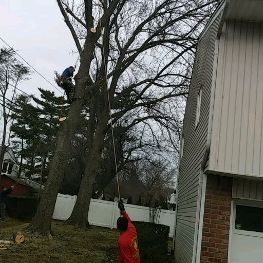 tree removal nassau county best time we care tree pruning using best tools nassau county removal tree removal nassau county best time we care tree pruning using best tools nassau county removal