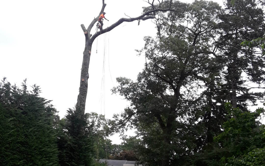  AAA Tree Service Best 1 Tree Trimming Tree Pruning