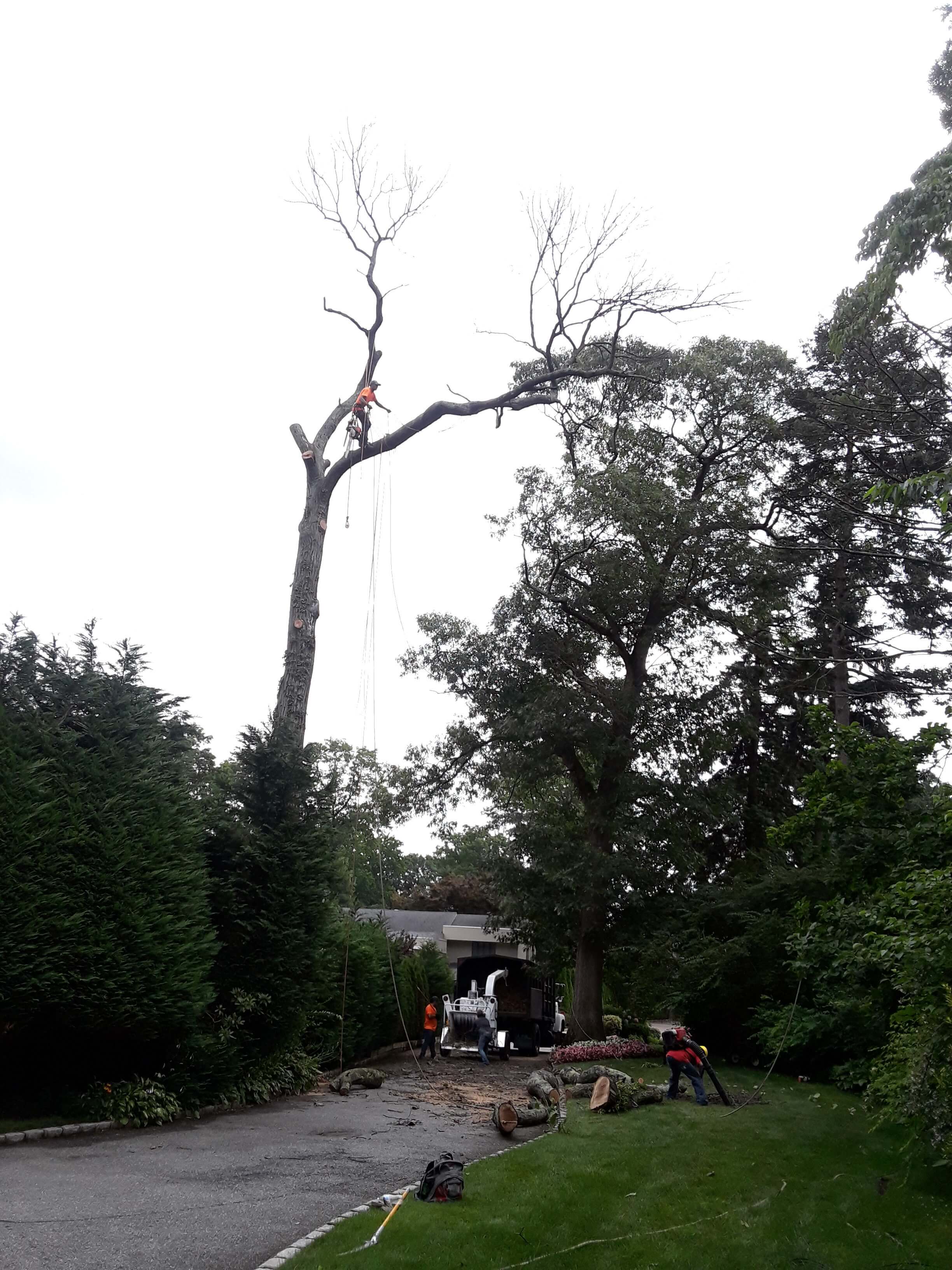 Tree company near my location Tree Removal Services Nassau County NY