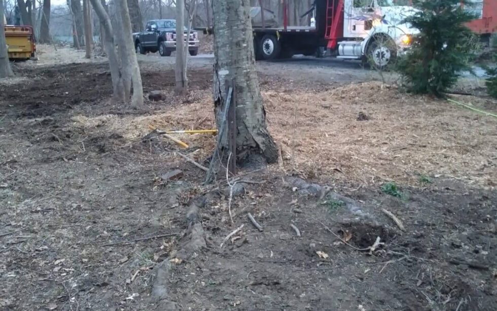 Average Cost To Cut Down A 30 Foot Tree