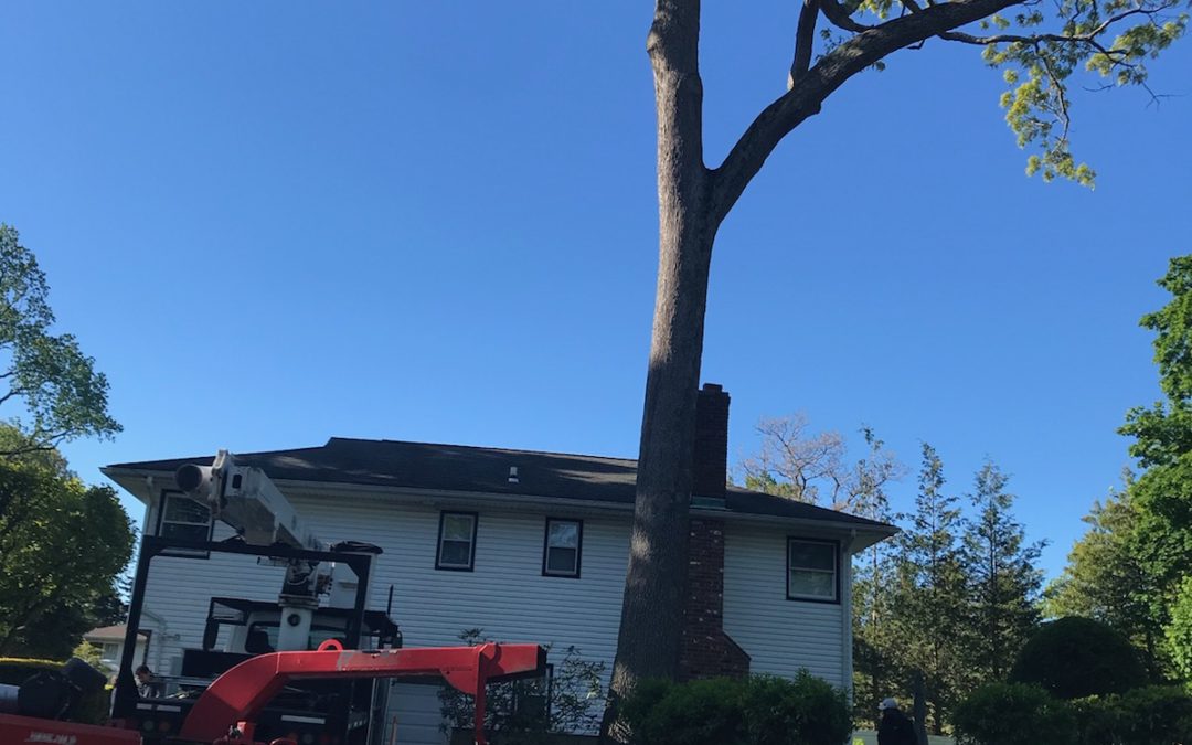 Tree Trimming Cost How Much It Cost Trim My Trees
