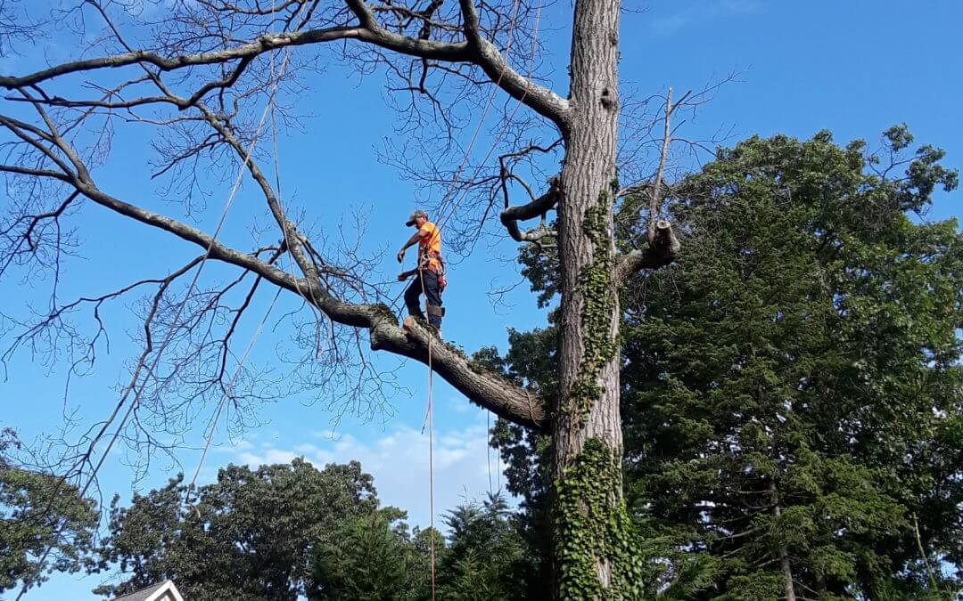 tree removal murfreesboro tn