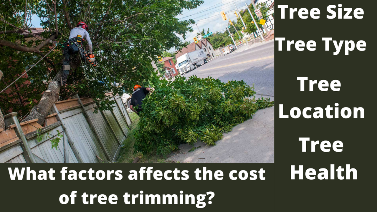 Tree Trimming & Pruning Cost Expert Services How Get Estimate cost