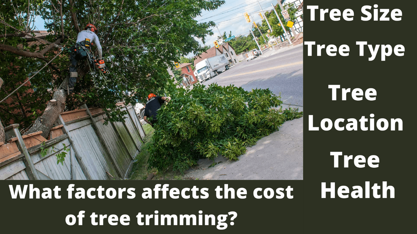 Tree Trimming & Pruning Cost Expert Services How Get Estimate cost