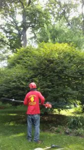 how to trim a lavender bushes and hedges Long island