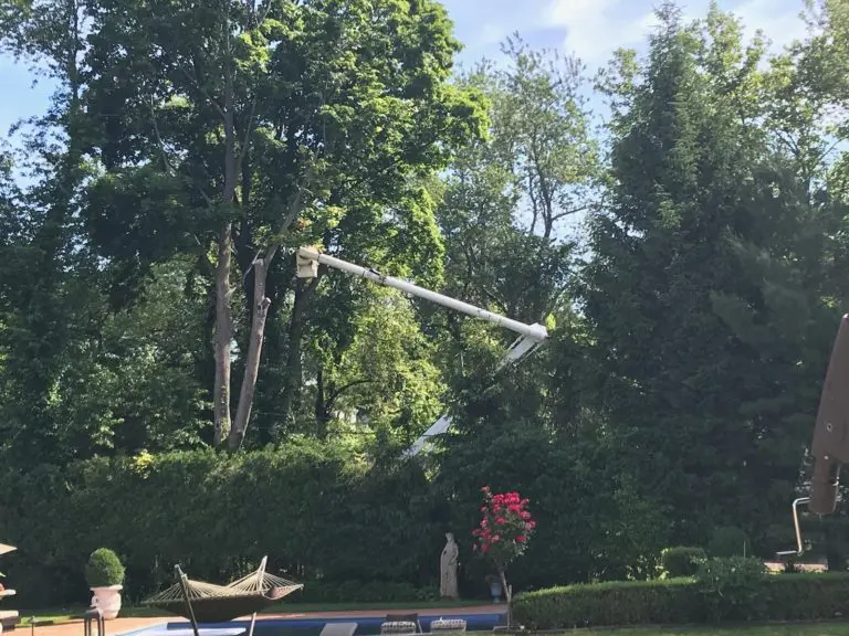 Nassau County, New York is home to many protected trees. While tree trimming in new York