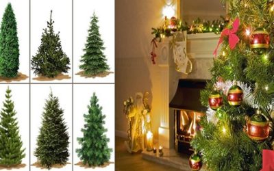 8 Types of Common Live Christmas Trees  AAA Tree Service NY