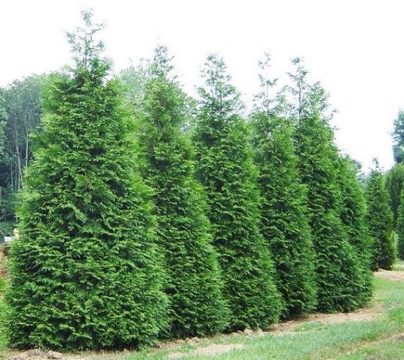 8-TYPES OF COMMON LIVE CHRISTMAS TREES