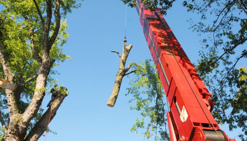 Tree Servicestree removal in Suffolk County Tree