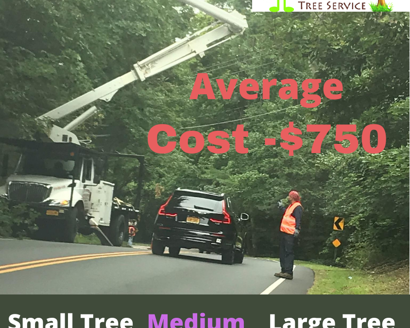 Tree Arborist Near Me