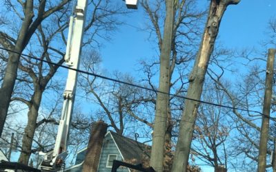 Why A Utility Companies Cutting Trees Near My Street