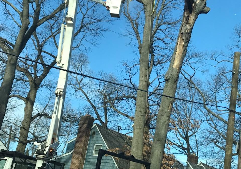 Why A Utility Companies Cutting Trees Near My Street