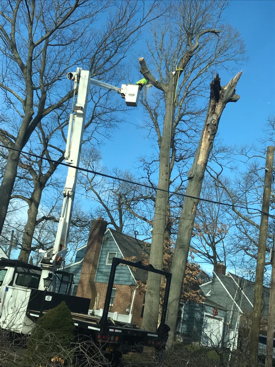 Tree Removal Tree Service & Cutting Long Island NYC & Long Island