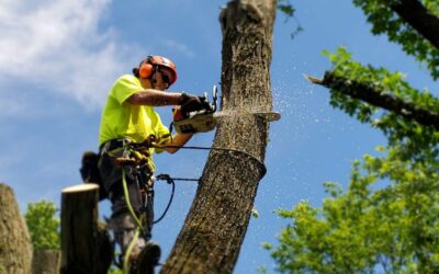 How do you cut down a tree that is leaning in another?