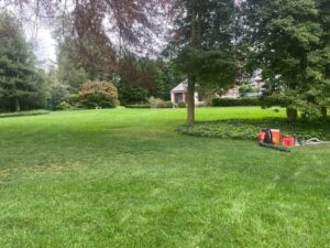 5 Best Trees to Plant in New York How Much it cost