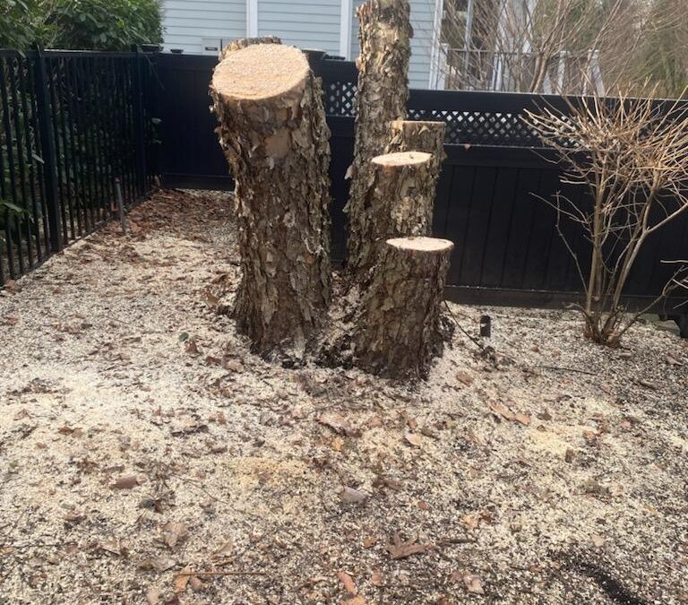 Will a tree grow again if only the stump is left?