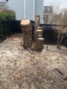 What is the average cost of tree removal in my area? of west Babylon New York