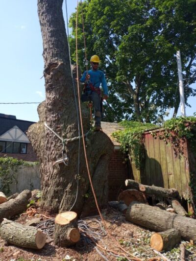 Homeowners insurance can also cover tree removal. Most policies will cover the cost of removing a dead or unhealthy tree