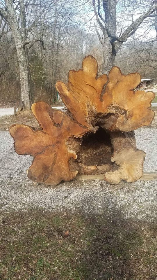 Insurance Cover Tree Removal Does Homeowners Insurance Pay