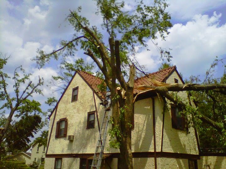 identified several of the top trees that need to be removed like dead oaks elm dead Pines or dead maples 